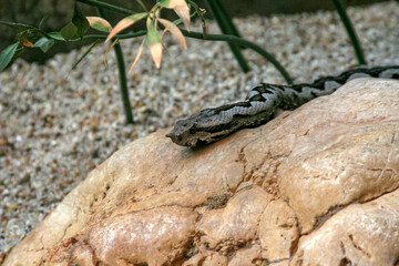 A small snake is peacefully laying on a large rock, soaking up the suns warmth in its natural habitat, enjoying the tranquil environment