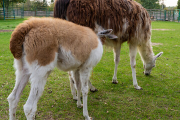 Llama standing in a grassy outdoor enclosure at a zoo. Animal portrait photography.