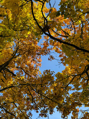 autumn leaves in the park autumn landscape