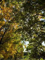 autumn leaves in the park autumn landscape