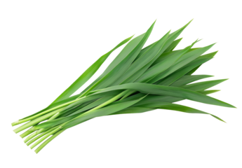 High-Quality PNG of Fresh Pandan leaves Isolated on White Background – High Resolution