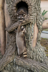 Two raccoons sleeping inside a tree hollow in a zoo enclosure. Wildlife photography.
