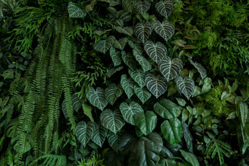 Green leaves background, dark green leaves, nature wallpaper