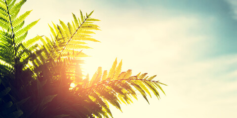 Obraz premium Tropical fern leaves in sunny light on blue sky, banner composition with copy-space