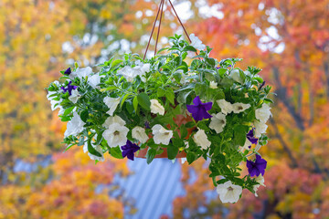 Summer passes the baton to autumn