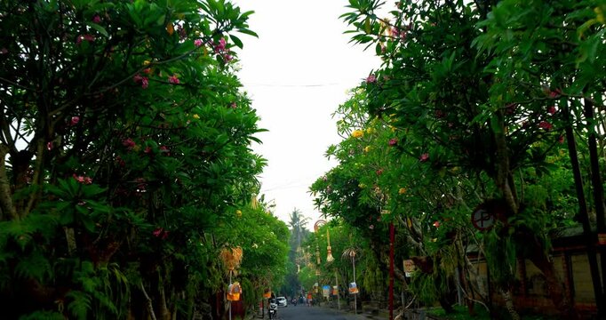 Roadtrip through the narrow Bali streets adorned with blooming flowers and decorated with penjor poles.