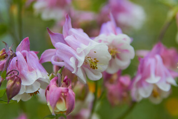 Aquilegia flowers in the garden, A group of pink Aquilegia or Columbine flowers blooming in June, closeup with selective focus