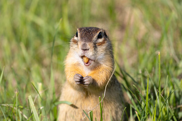 Speckled ground squirrel animal closr up