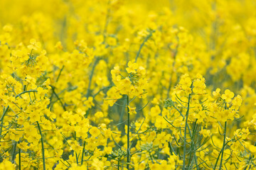 Field of blooming rapeseed on a summer day. Background von design