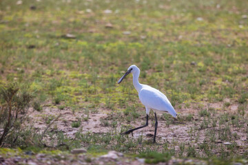 Eurasian spoonbill goes on the grass