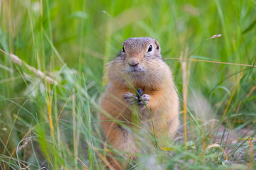 Gopher stands in the grass on a summer day