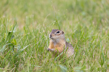 Speckled ground squirrel animal stands on its hind legs