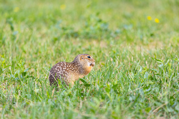 Fototapeta premium Speckled ground squirrel animal stands on its hind legs