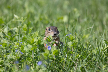 Speckled ground squirrel animal stands on its hind legs