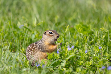 Speckled ground squirrel animal stands on its hind legs