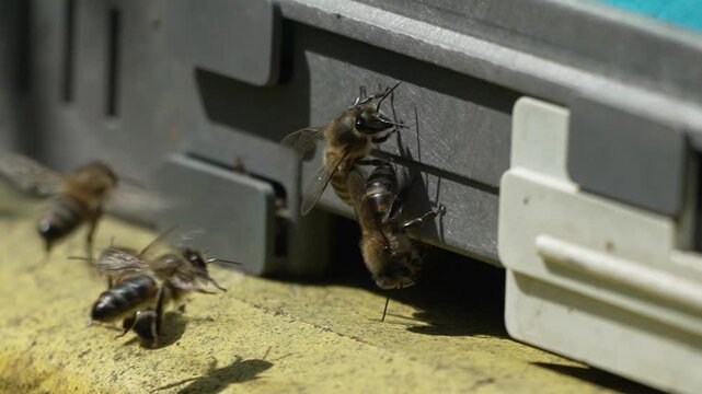 Bees, pollen, hive - Close-up view of bees with colorful pollen on legs near beehive entrance, 240 fps slow motion, pollination process in nature. Apis mellifera