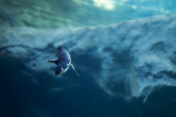 penguin in the sea