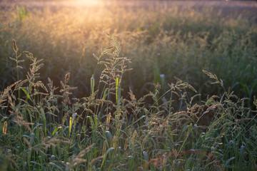 grass in the sun, panicles of cereals in the sunset rays, evening, backlight, forage grasses in agriculture, summer mood
