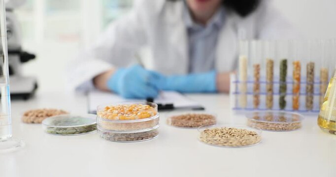 Laboratory for analysis of food products of buckwheat corn. Study of cereals and GMO