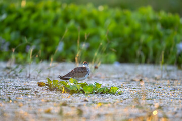 Pheasant tailed Jacana bird swims through a green marsh, its body partially submerged. The water is calm and reflects the sunlight, creating a shimmering effect.