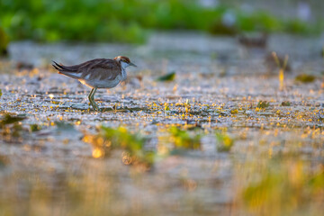 Pheasant tailed Jacana  bird swims through a shallow marsh, its body partially submerged. The water is calm and reflects the sunlight, creating a shimmering effect.