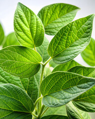 Fototapeta premium Close-up of soybean leaves against a clean white background
