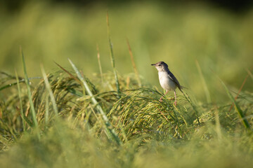 Plain Prinia Bird Perched on Rice Stalks in Field