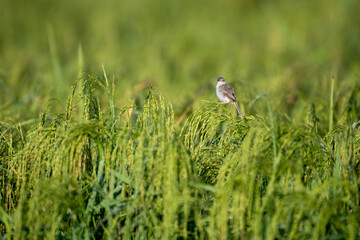 Plain Prinia Bird Perched on Rice Stalks in Field