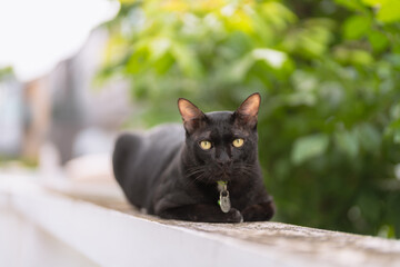 Black cat relaxing and lounging on a wall with a blurred natural background