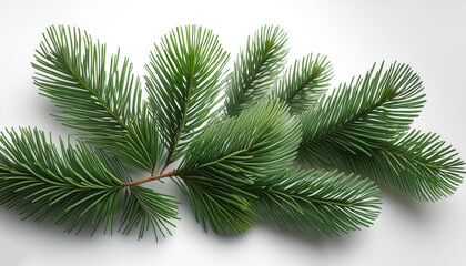pine tree leaves. isolated on white background