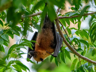 A Seychelles flying fox (Pteropus seychellensis) in the spice garden Le Jardin du Roi on Mahé, Seychelles.