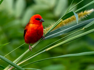 A Madagascar weaver bird (Foudia madagascariensis) in the spice garden Le Jardin du Roi on Mahé, Seychelles.