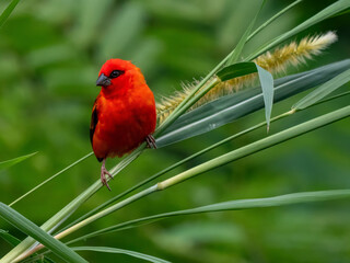 A Madagascar weaver bird (Foudia madagascariensis) in the spice garden Le Jardin du Roi on Mahé, Seychelles.