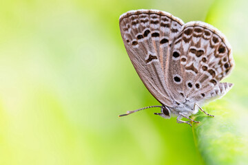Monarch Butterfly on green leaf