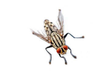 fly in nature with white background