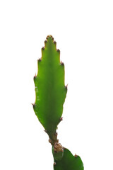 The dragon fruit tree branch is an succulent plant, able to cling to other trees for living.