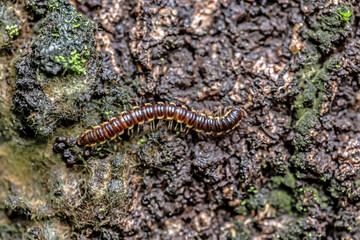 small nonpoisonous centipede-like reptile it can Eat decayed plant and animal remains and small insects.