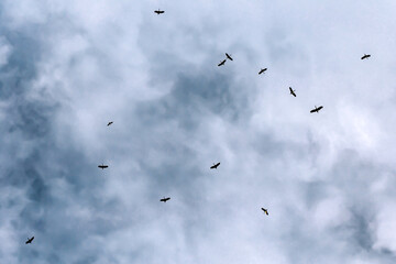 Birds are circling the sky looking for food.