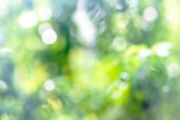 Obraz premium Green nature blur and bokeh