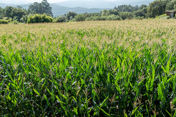 Cultivo de milho em plena floração numa fazenda em Portugal