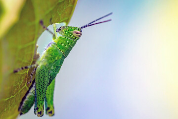 The grasshopper is eating leaves.