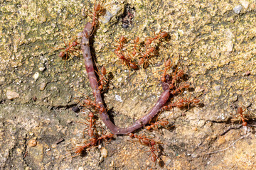A swarm of red ants are hunting for prey.
