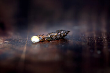 Lizard poop that fell on the ground