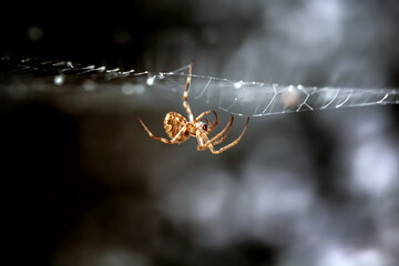 A spider is sitting on a web.