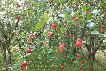apple orchard apples ripen on the tree and ripe on the ground