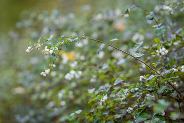 White fruits of a common snowberry  (Symphoricarpos albus) hanging on a branch against a blurred green background in a park in autumn. Snowberry on a green bush also known as Symphoricarpos albus.