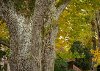 Two oak trunks with autumn colors trees in the background. Old protected english oaks (Quercus...