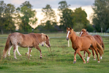 Obraz premium Estonian native horses ( Estonian Klepper) walking in the coastal meadow. Horses on the paddock. Autumn scenery and farm animals. 