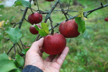apple orchard apples ripen on the tree and ripe on the ground