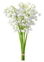 Lily of the valley isolated on white background, full depth of field © grey